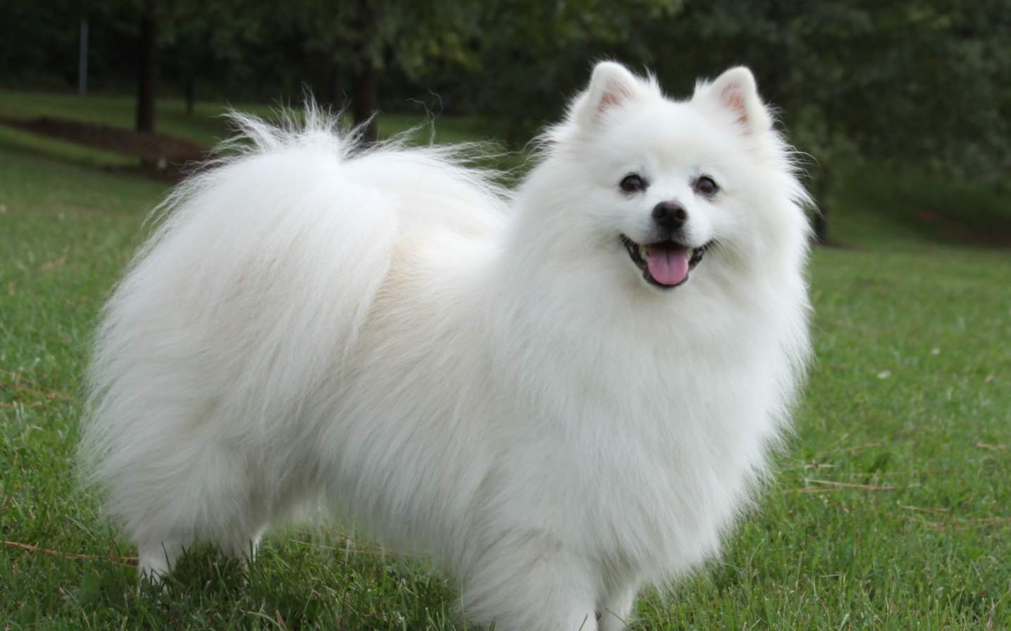 American Eskimo Spitz pasme opis, skrb in vzdrževanje