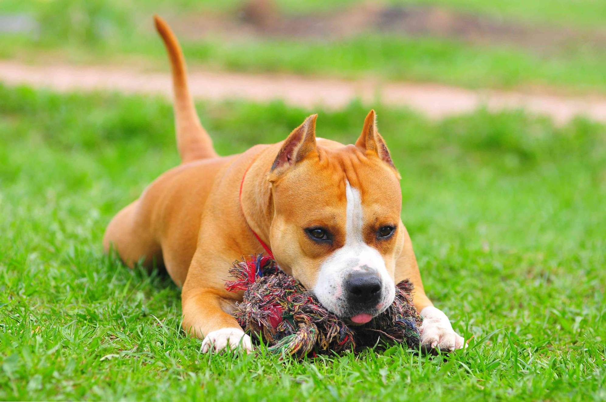 Opis i cechy rasy American Staffordshire Terrier, opieka i konserwacja, edukacja i szkolenia