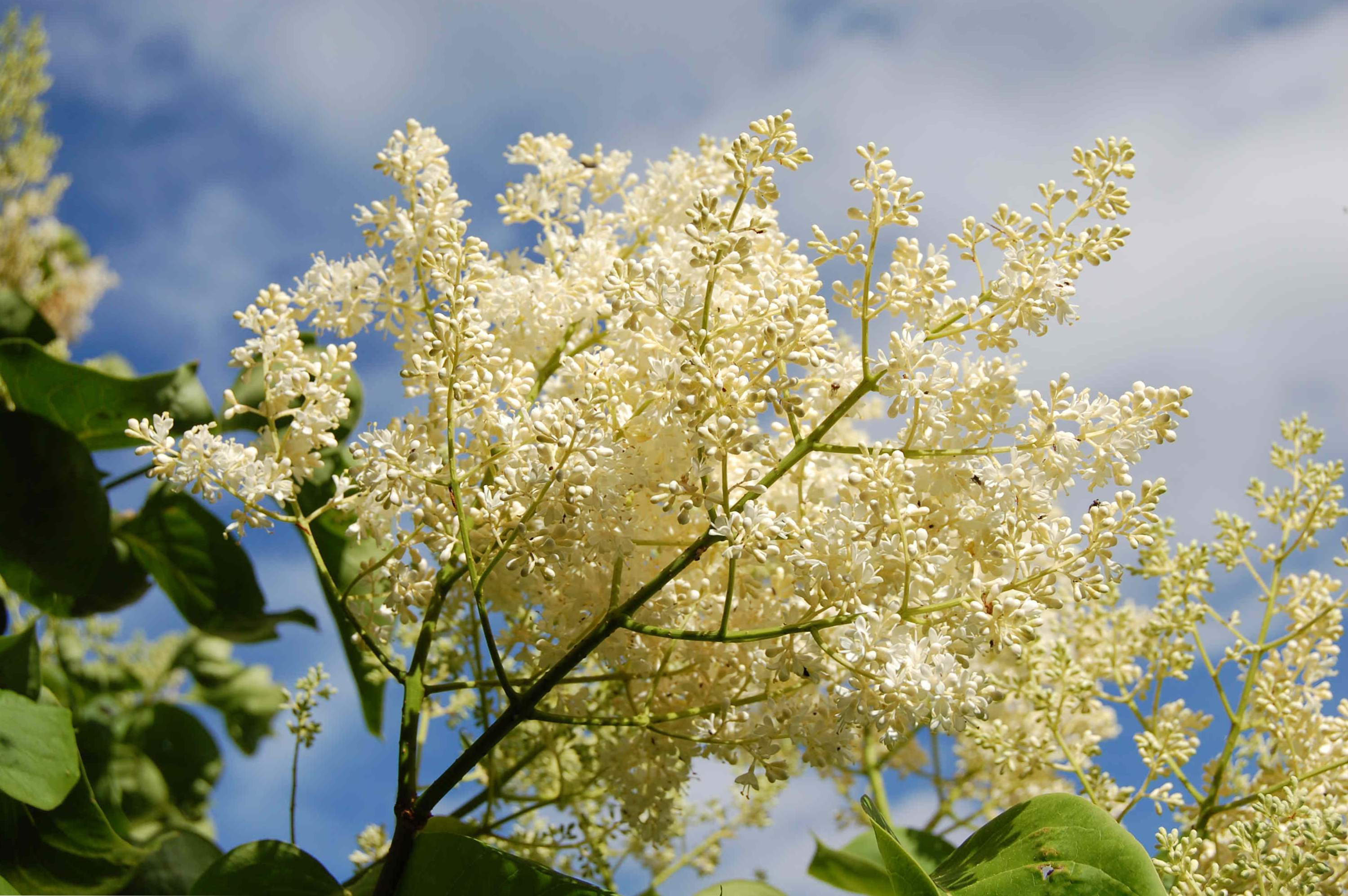 Amur Lilac opis, sadzenie, rośnie i pielęgnacja