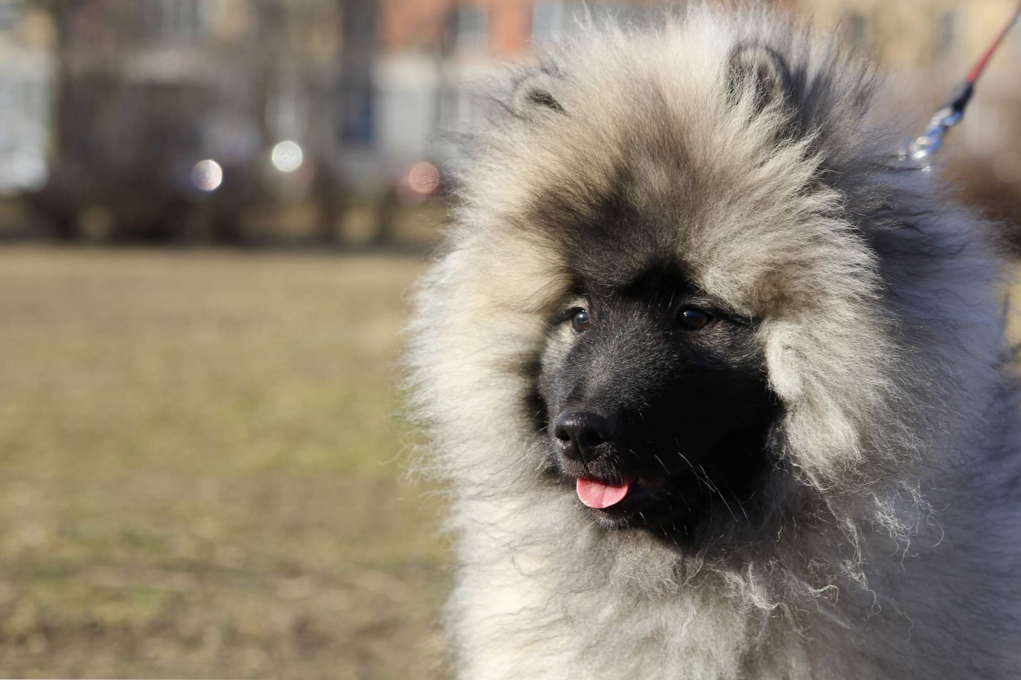 Wielki szpic (gruby szczypce, keeshond) opis odmian rasy szpic niemiecki, pielęgnacja i pielęgnacja