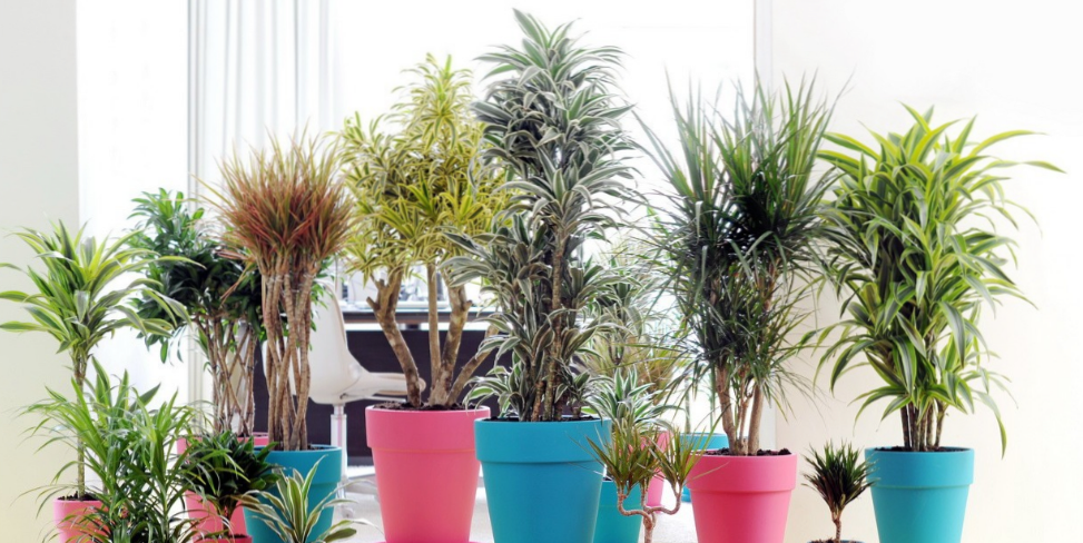 Dracaena (Dracaena) rodzaje, opis, opieka w domu