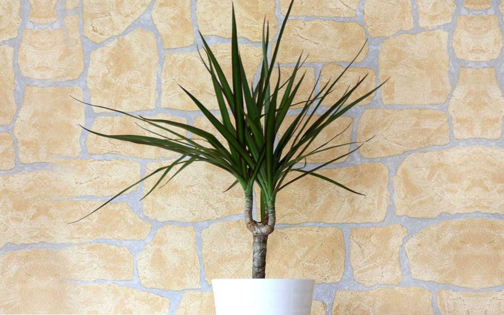 Dracaena graniczy (Dracaena marginata) opieki i reprodukcji w domu