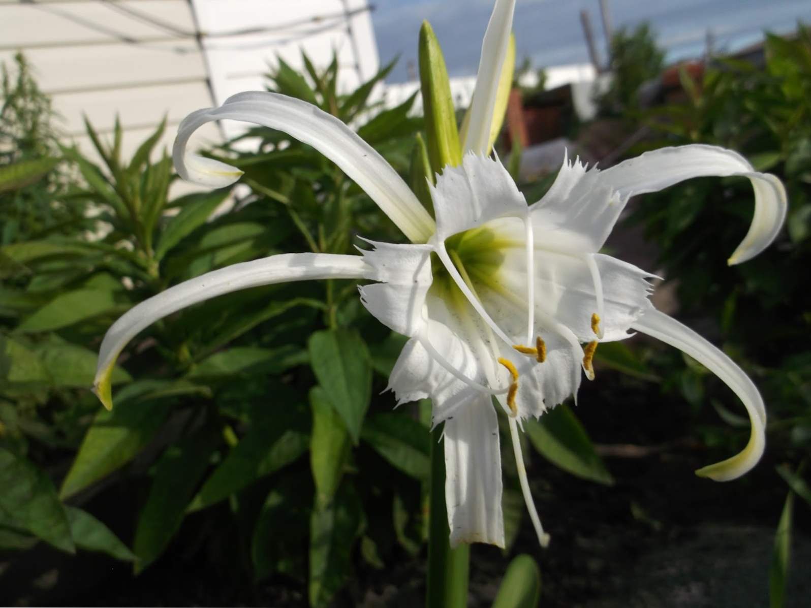 Gimenokallis (Hymenocallis) sadzenie, uprawa i pielęgnacja w domu i ogrodzie