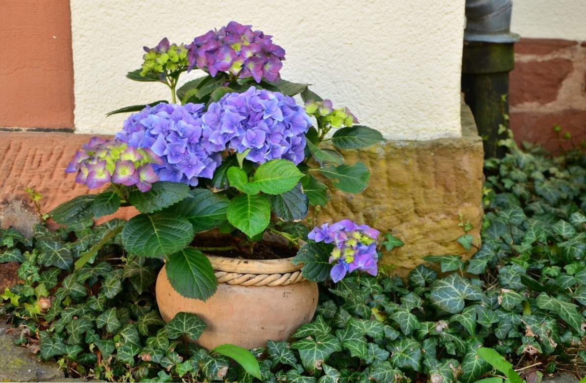 Hydrangea izba výsadba a starostlivosť doma