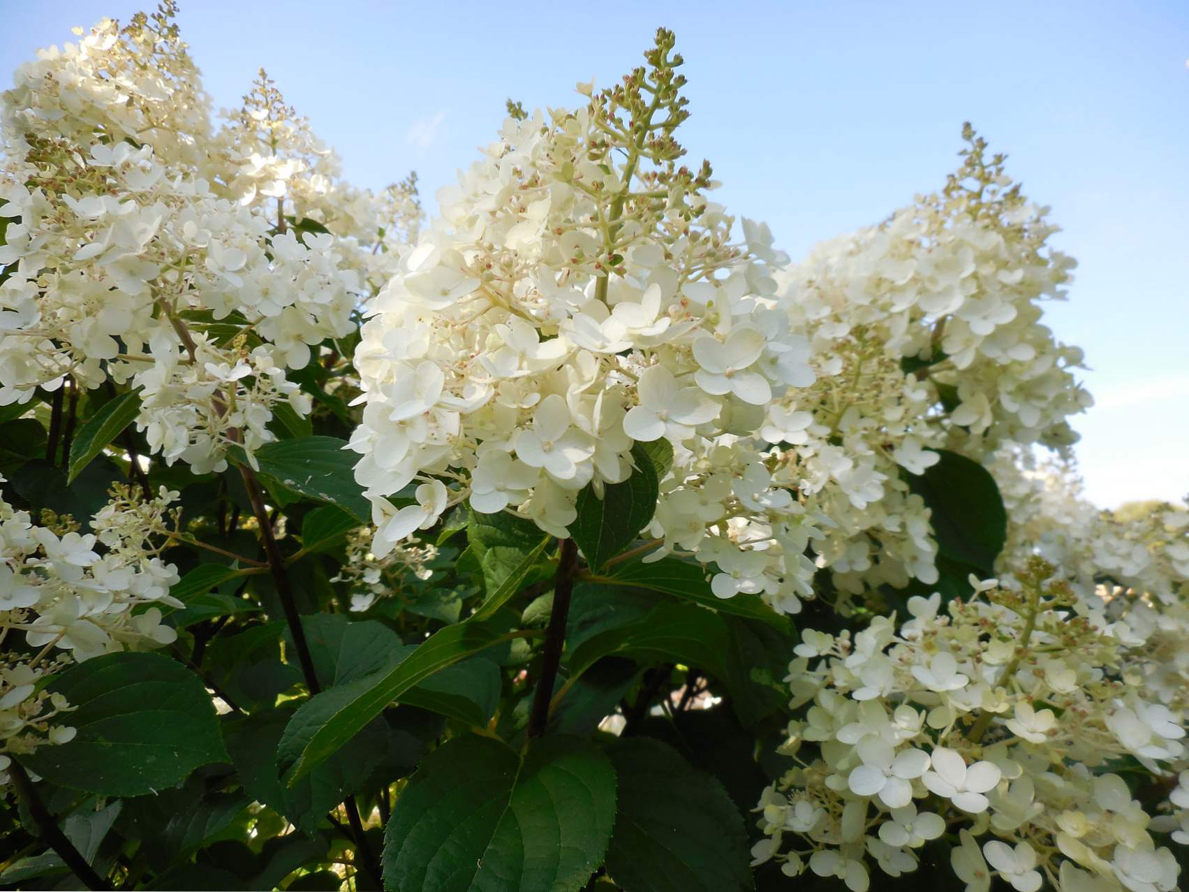 Hydrangea Paniculata Strieborný dolár Popis, fit a starostlivosť