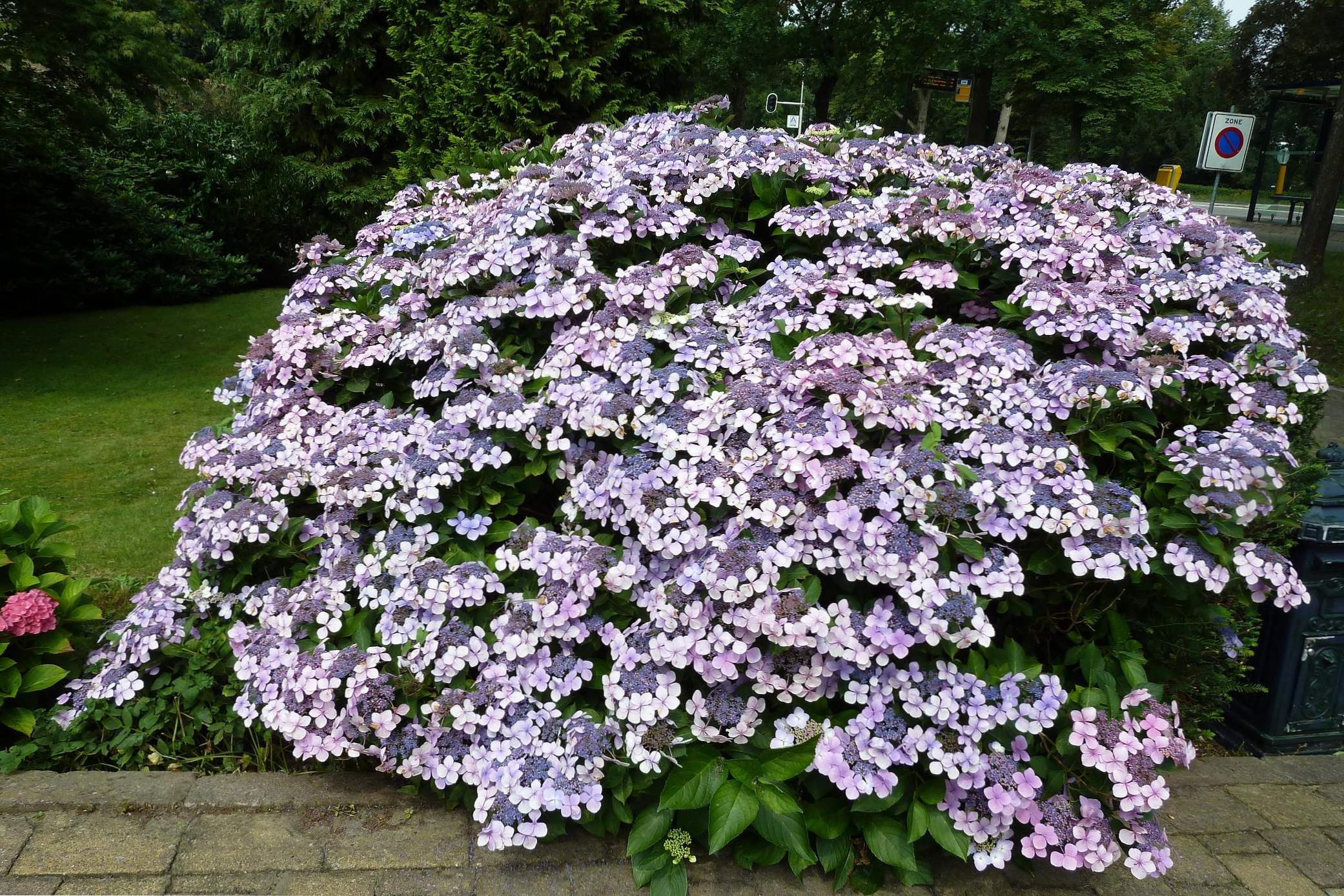 Hydrangea serrate popis odrôd, výsadba a starostlivosť