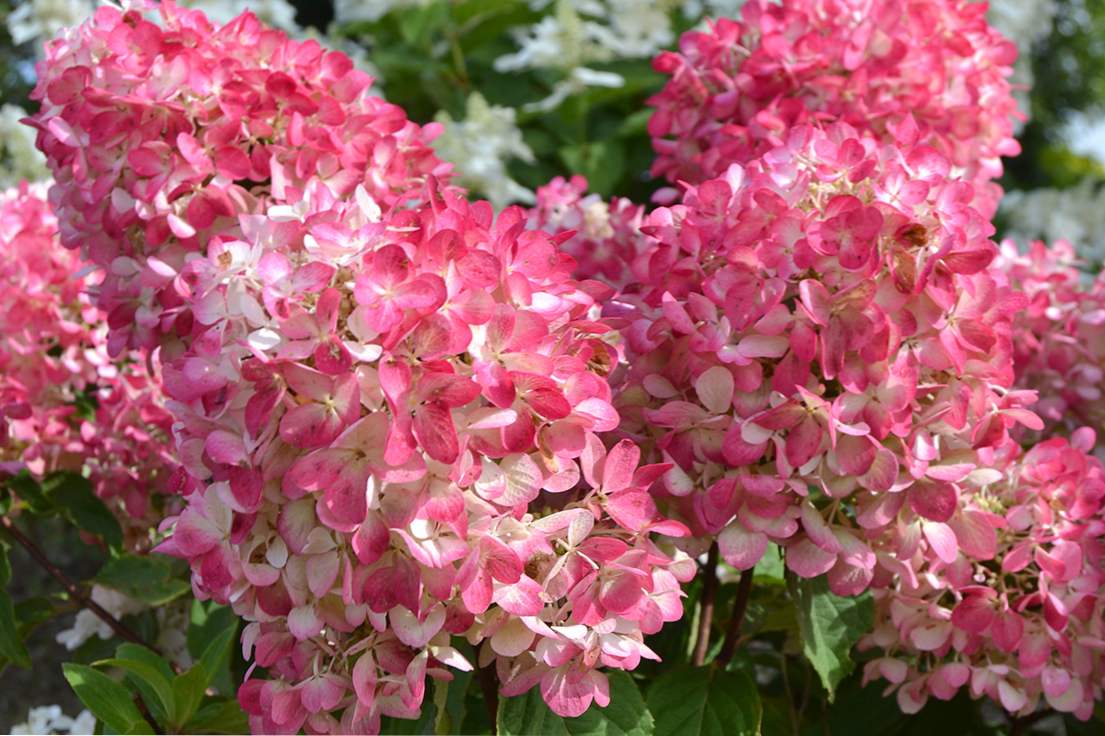 Hortensia Pink Diamond (ružový diamant) Popis panikulárnej odrody, výsadba a starostlivosť