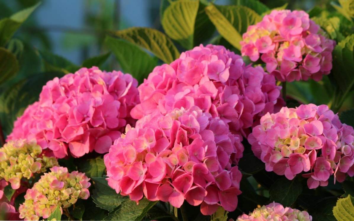 Hydrangea ružová výsadba, pestovanie a starostlivosť