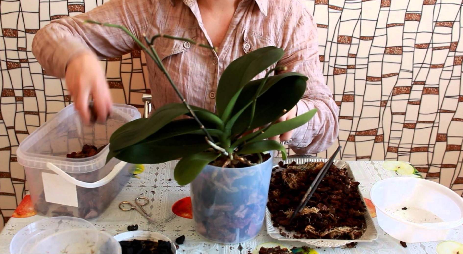 Kako presaditi orhidejo v drugem koraku po korakih