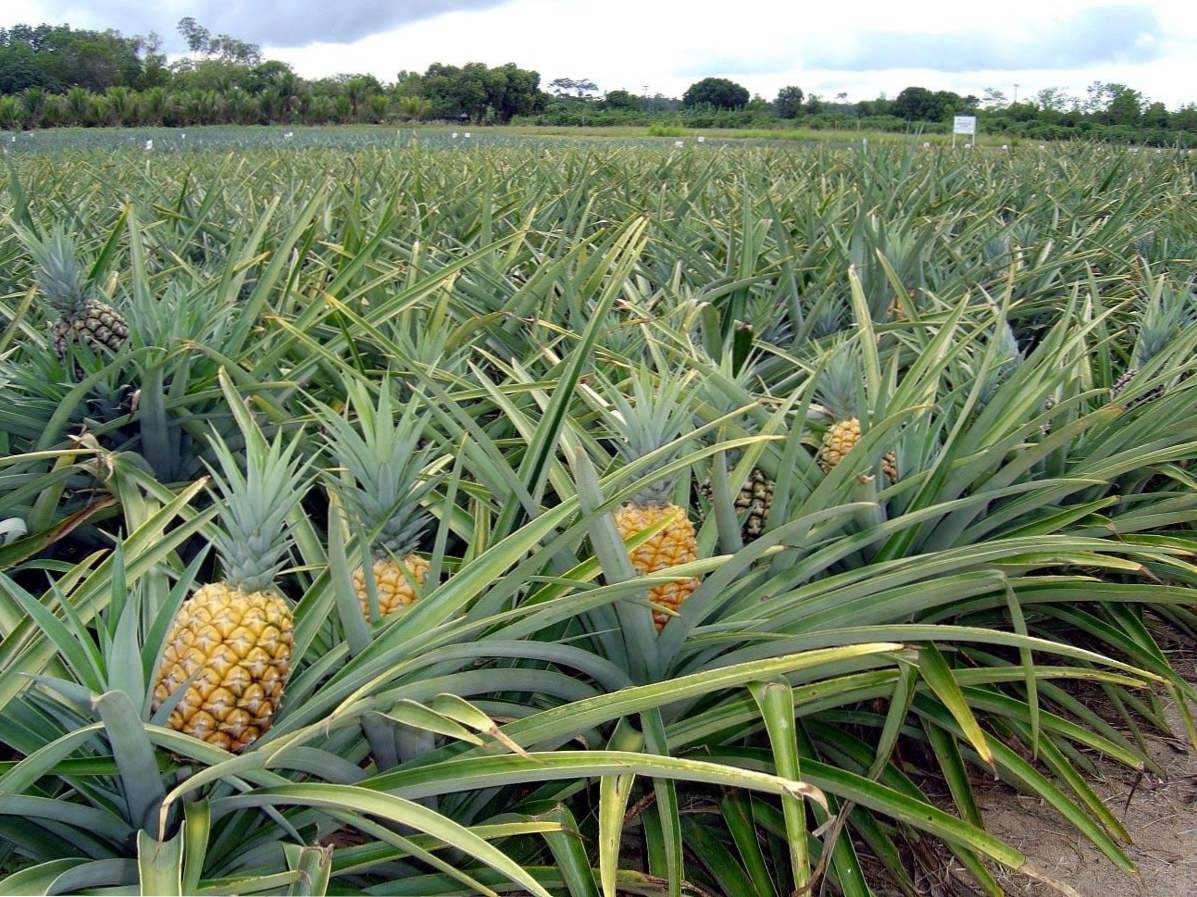 Jak uprawiać ananas w domu