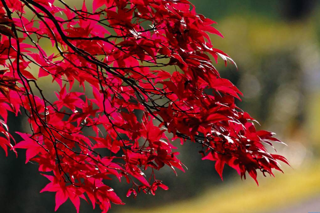 Kanadski javor (sladkor, Acer saccharum) opis, uporaba, sajenje in oskrba