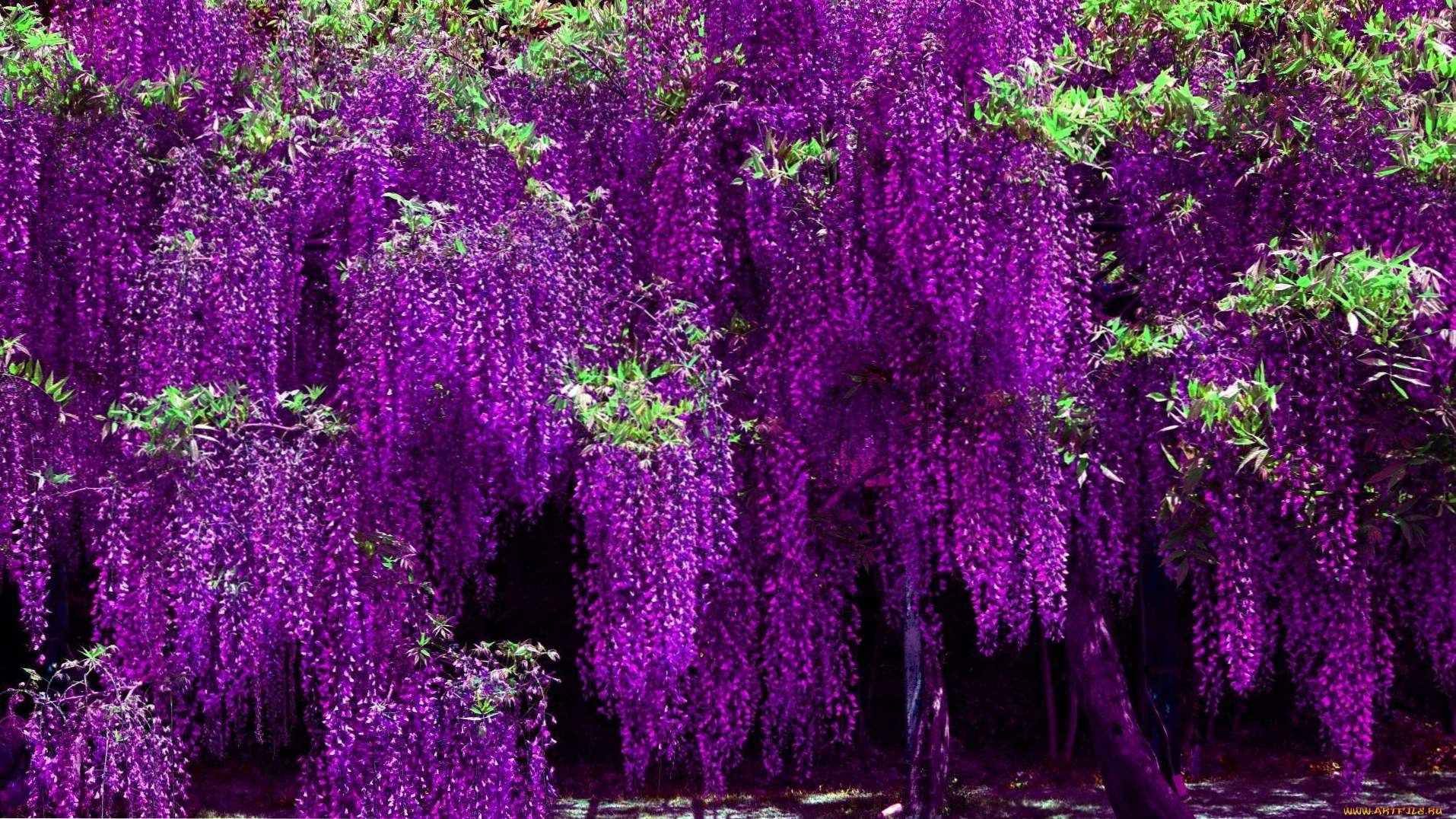 Čínske odrody wisteria, výsadba, pestovanie a starostlivosť