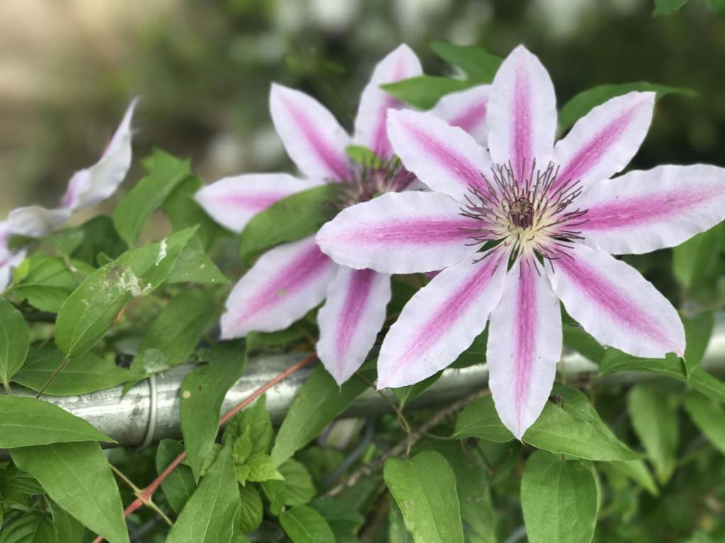 Clematis (Clematis) opúšťa na jeseň, príprava na zimu, rezanie a prístrešok rastliny