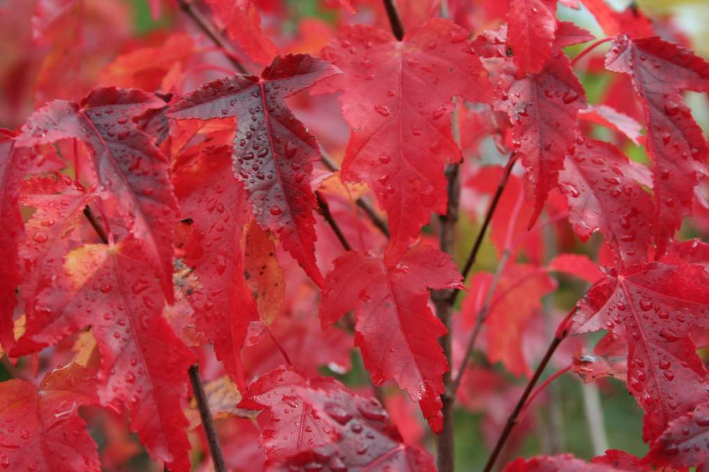 Ginnala Maple (reka, Acer ginnala) opis, prileganje in oskrba, uporaba pri oblikovanju krajine