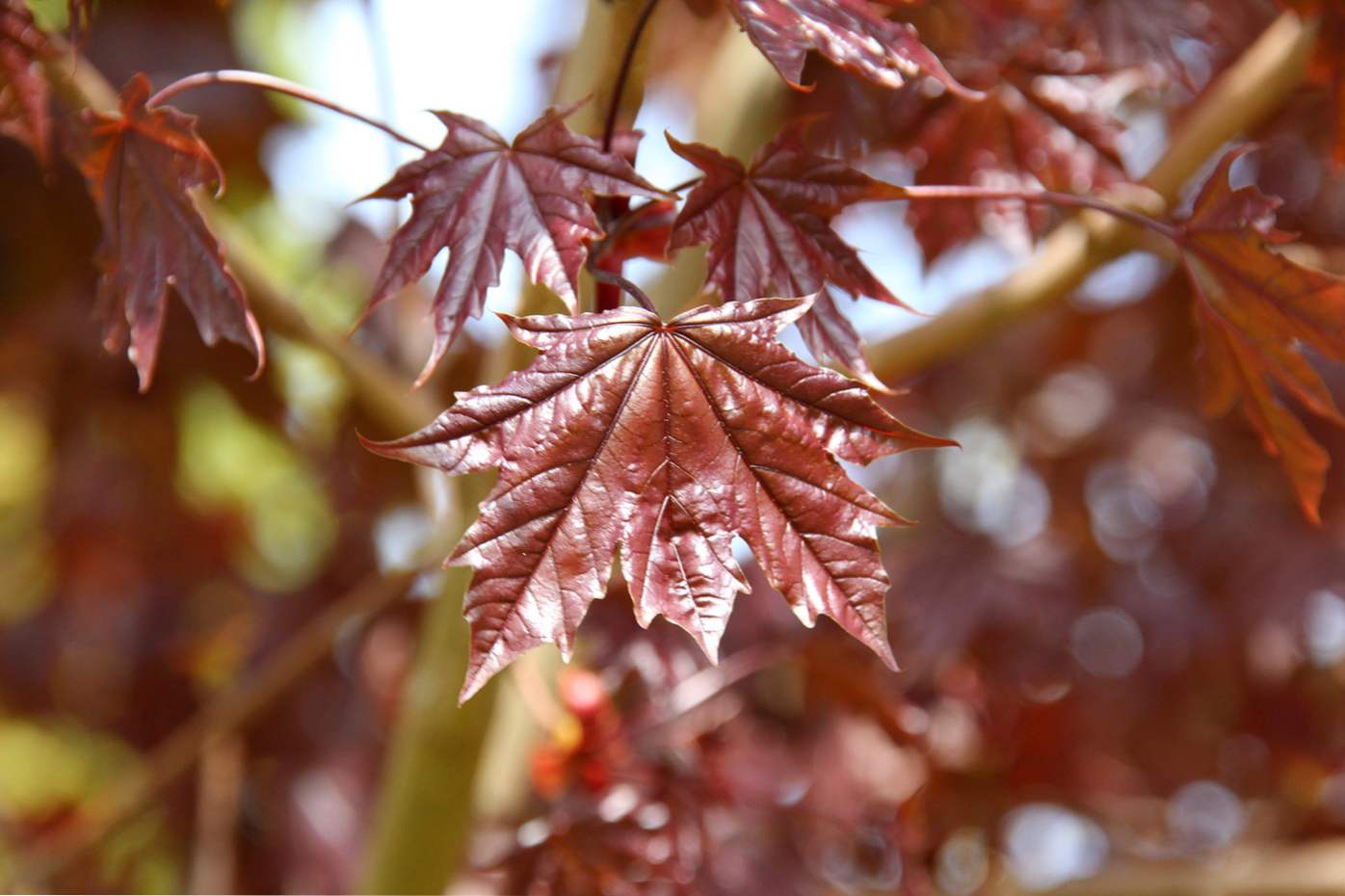 Norveški javor (platanovidny, Acer platanoides)