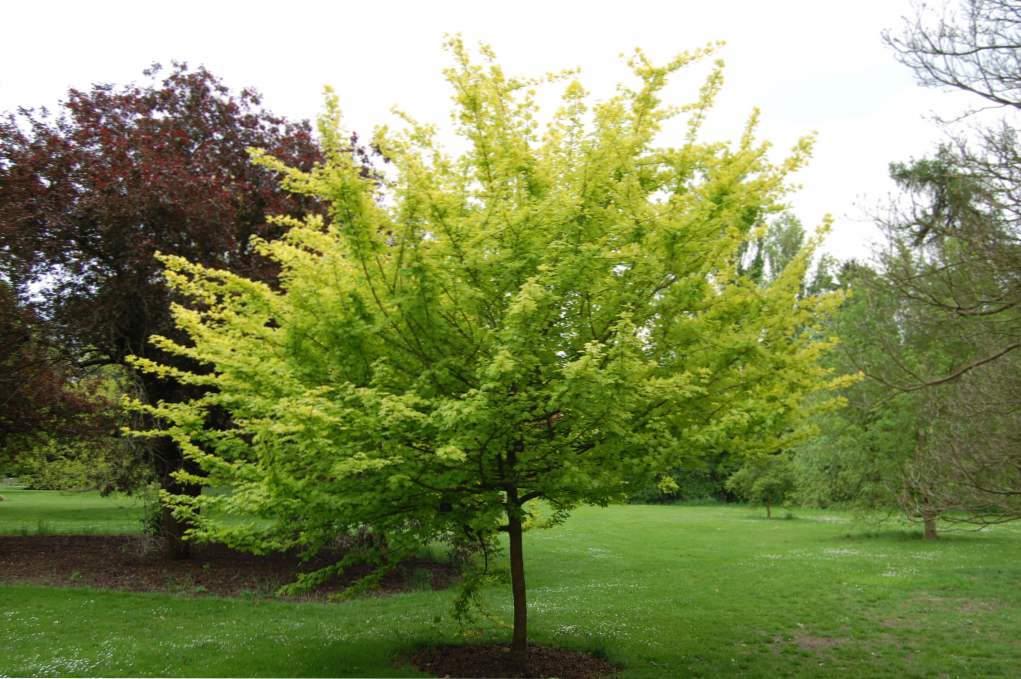 Opis zemljevida (Acer campestre), prileganje in negovanje