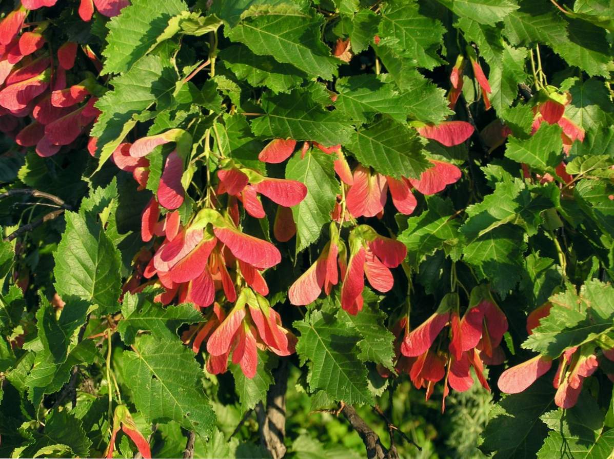 Tatarski javor (Acer tataricum) opis, fit in nego