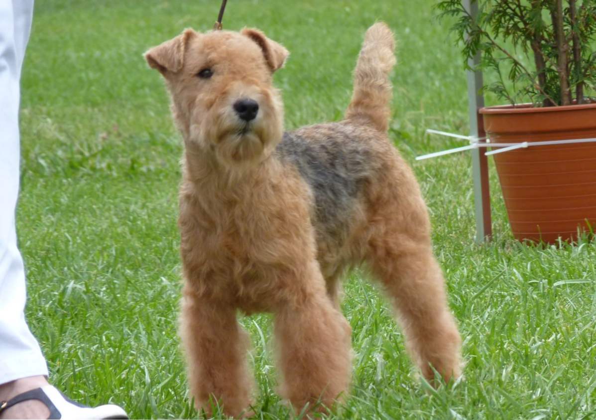 Lakeland Terrier pasma opis, vzdrževanje, nego, hranjenje, izobraževanje