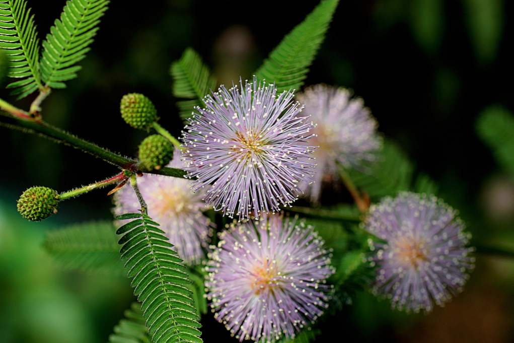 Mimosa bashful (Mimosa pudica) opis rastline, ki raste in skrbi doma