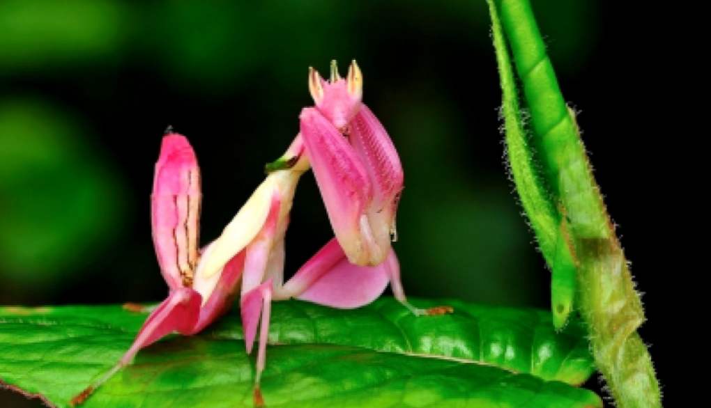 Орхідейний богомол (Hymenopus coronatus) опис, цікаві факти, зміст в домашніх умовах