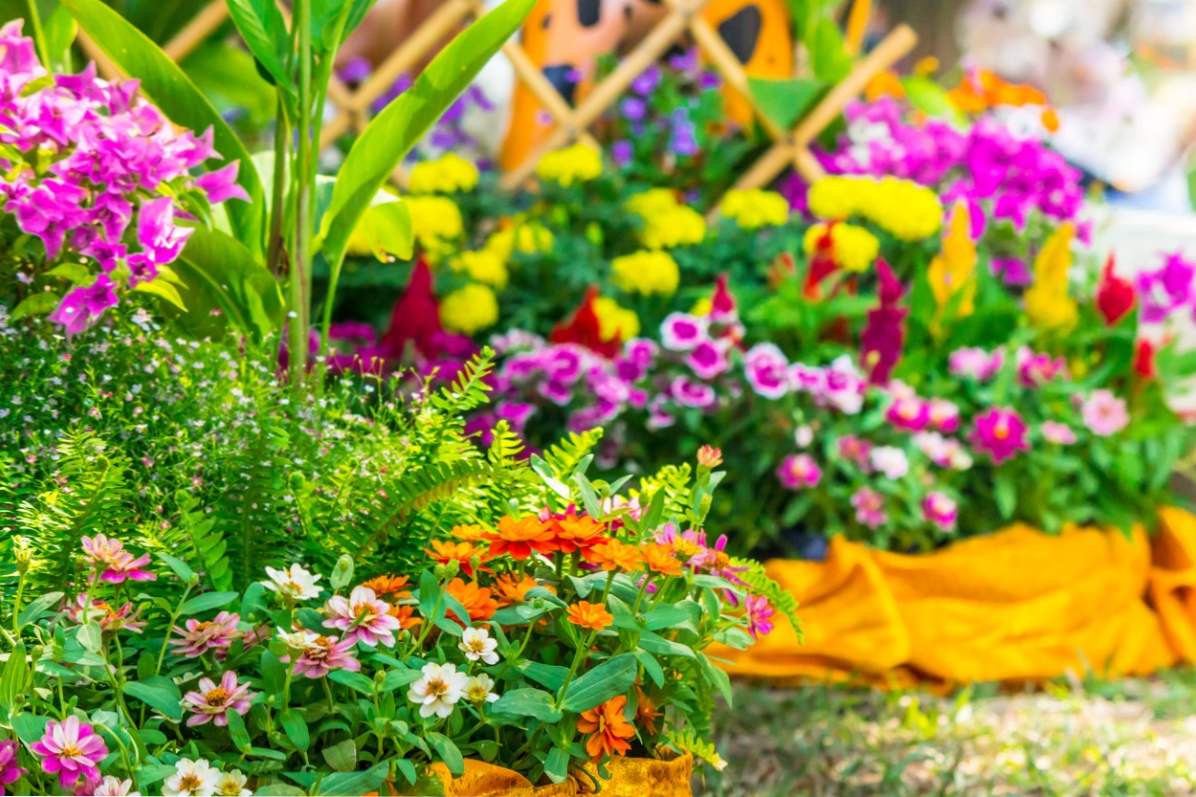 Kwiaty ogrodowe to lista nazwisk z opisami i zdjęciami