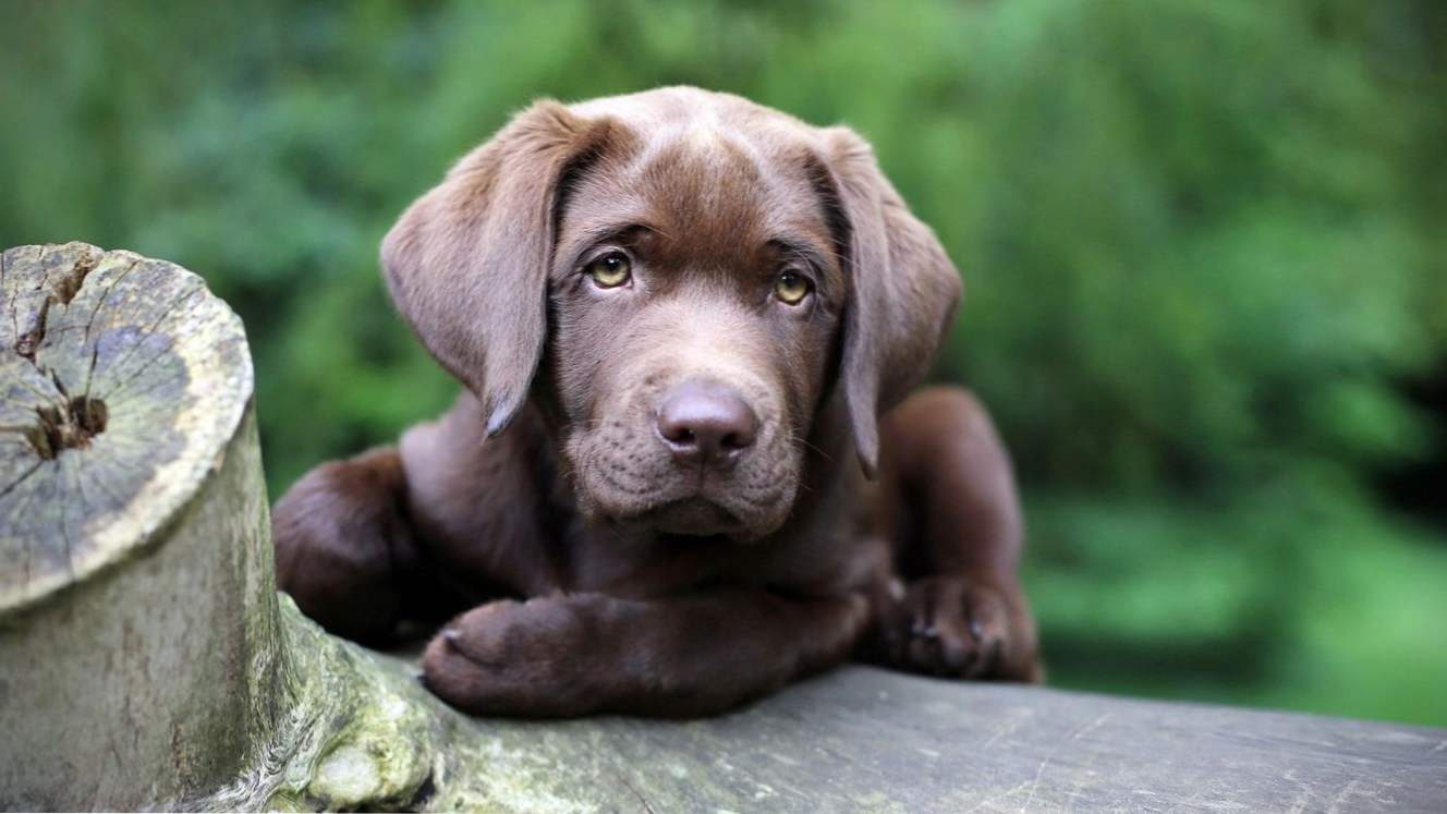 Chocolate Labrador fotografije, značajke, opis boja, sadržaj i njegu