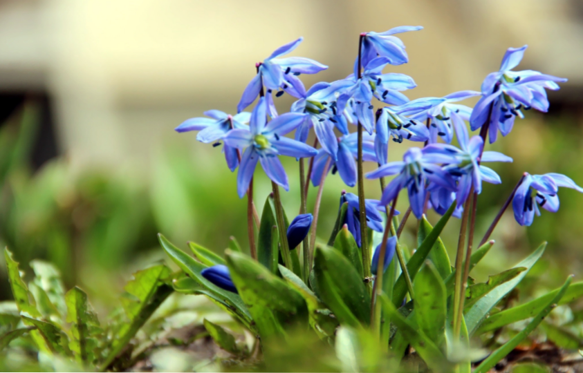 Niebieskie przebiśniegi (Scilla, Scilla, Scilla) opis, hodowla