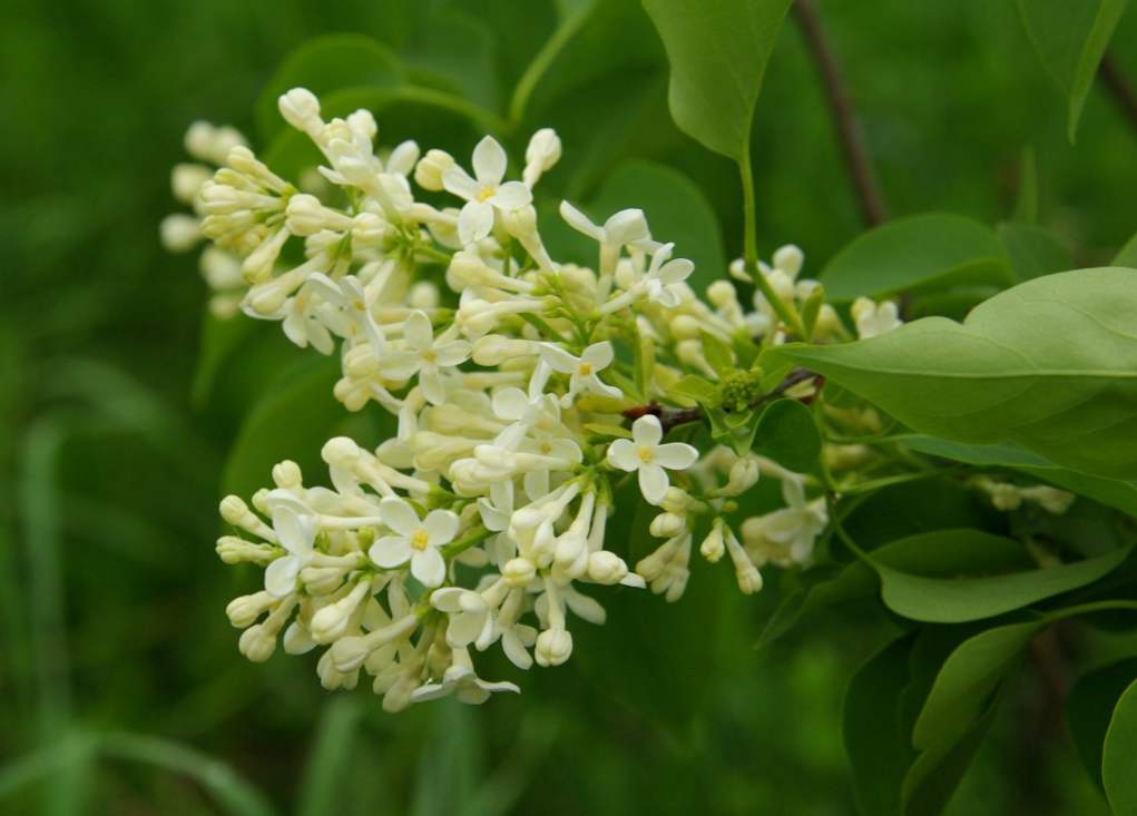 Opis, sadzenie i pielęgnacja bzu (Primrose)