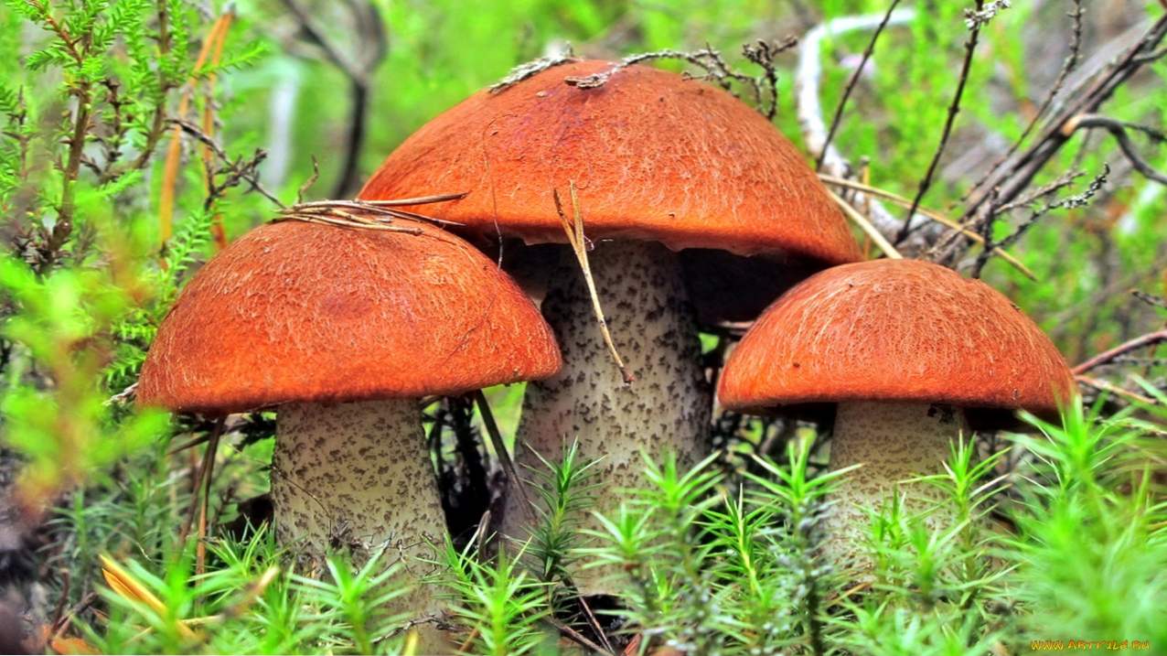 Prikupiti gljive - knjiga sanjajte o snovima o branju gljiva u snu