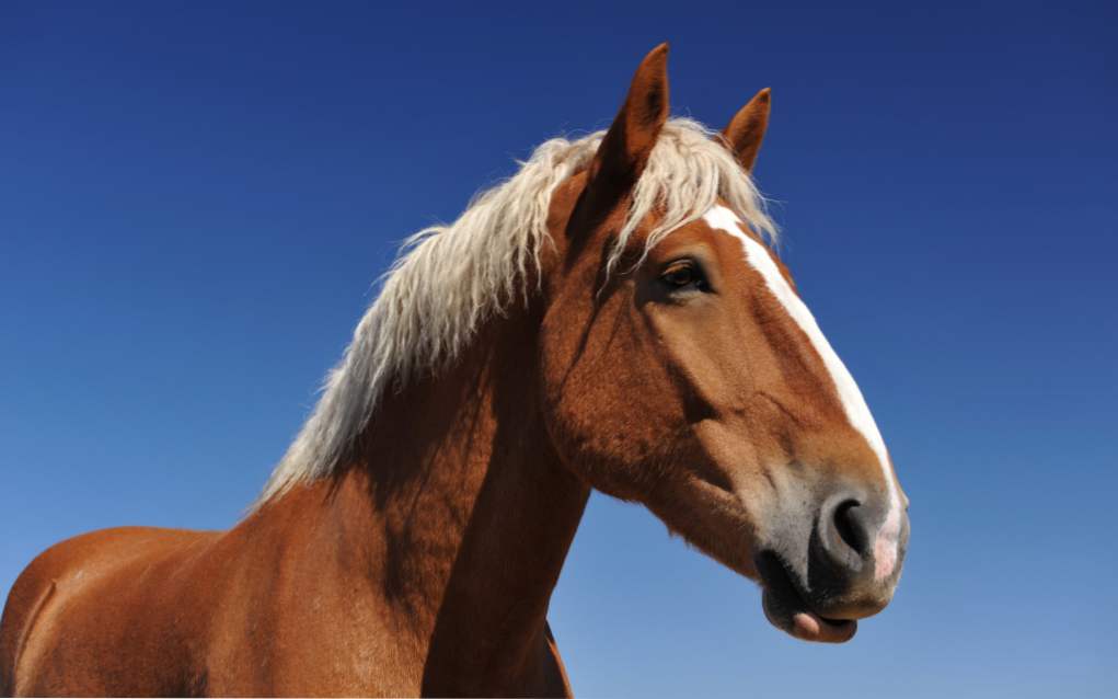 San o konju, zašto sanja konja, konja u snu