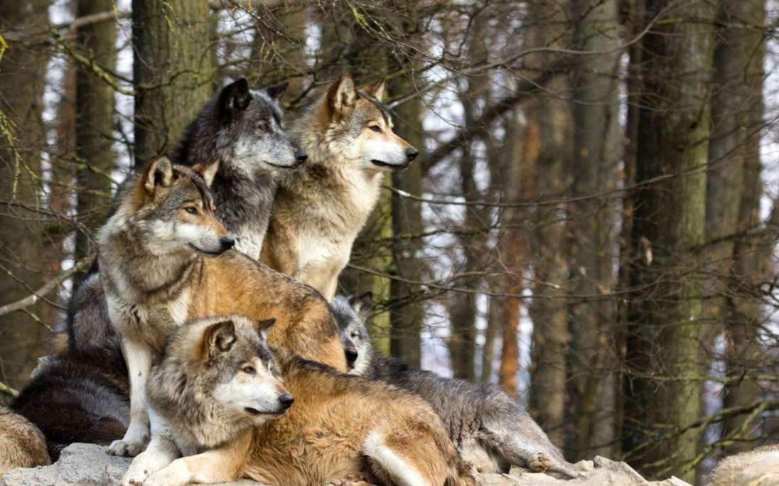 Sanjski volk - zakaj sanjati volkovi, volkovi paketi