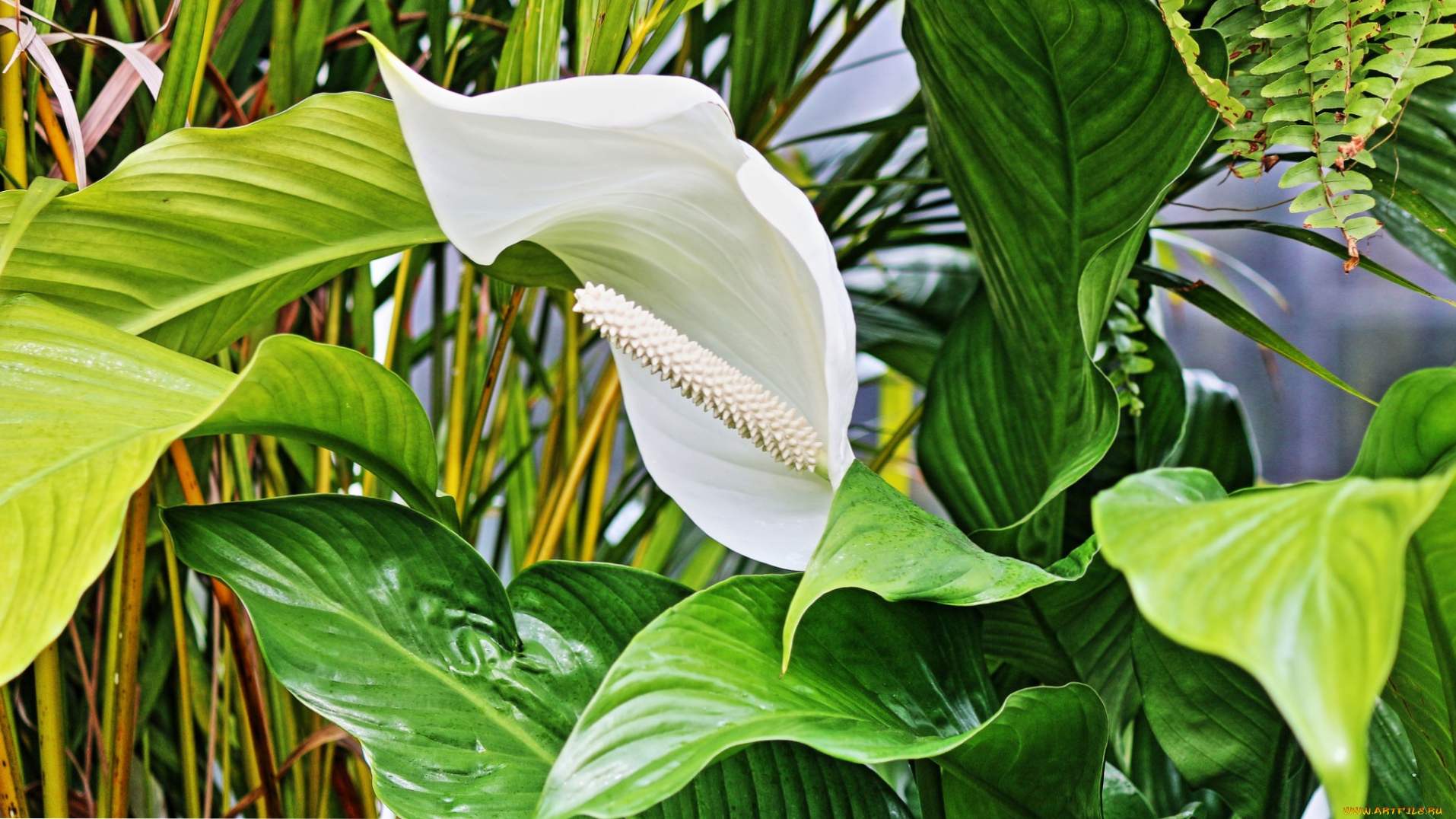 Transplantácia a starostlivosť o domáce zvieratá Spathiphyllum