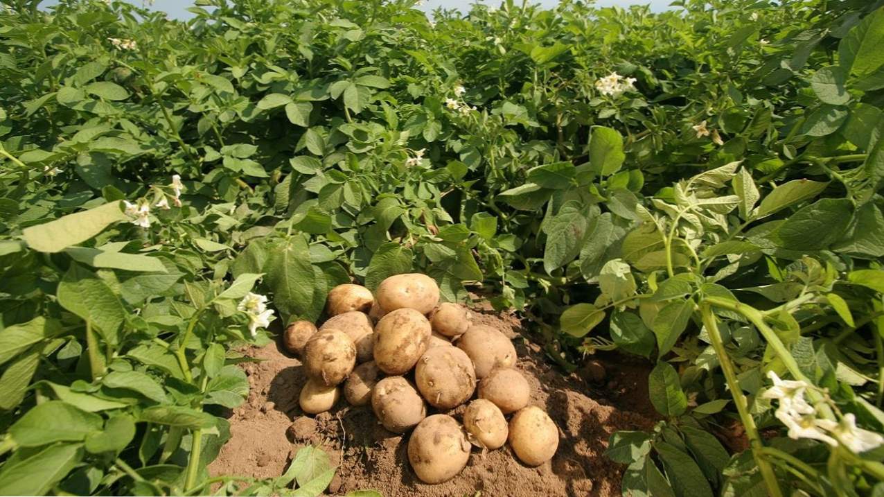 Вирощування картоплі способи, технології, поради