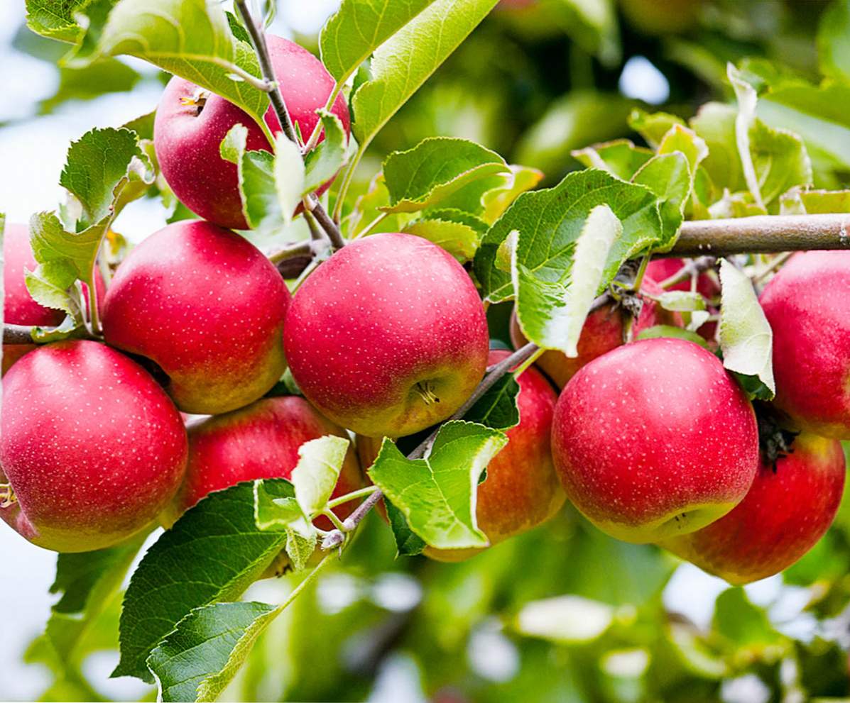 Apple Tree Glory opisom sorte pobjednika, sadnje i njege