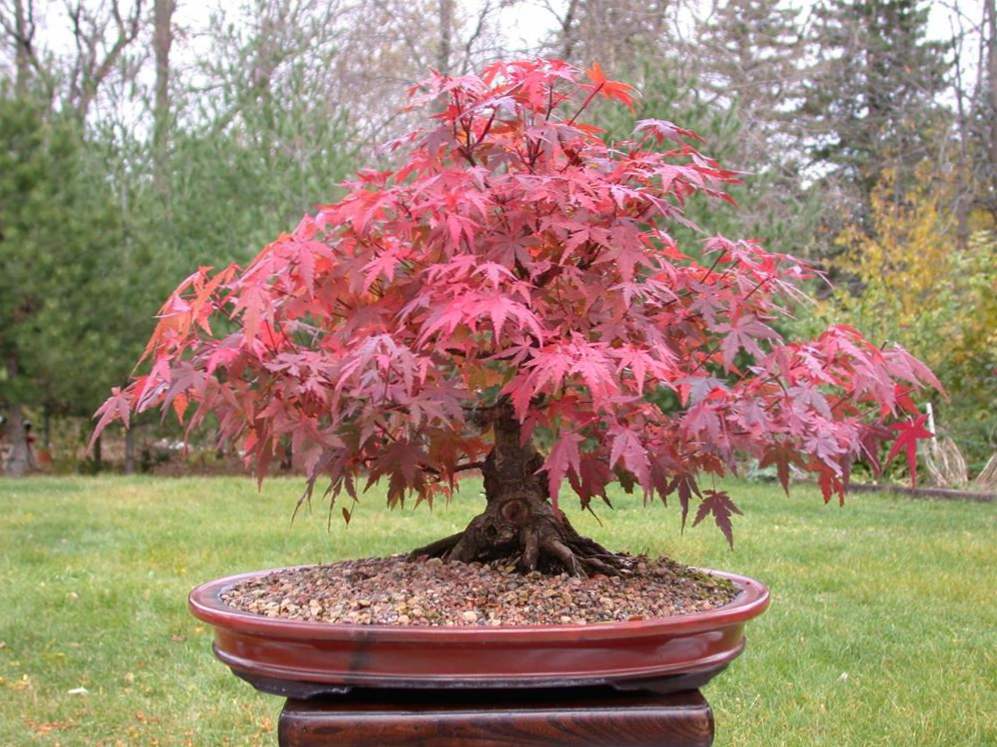 Японський клен (Acer japonicum) опис, посадка, вирощування і догляд