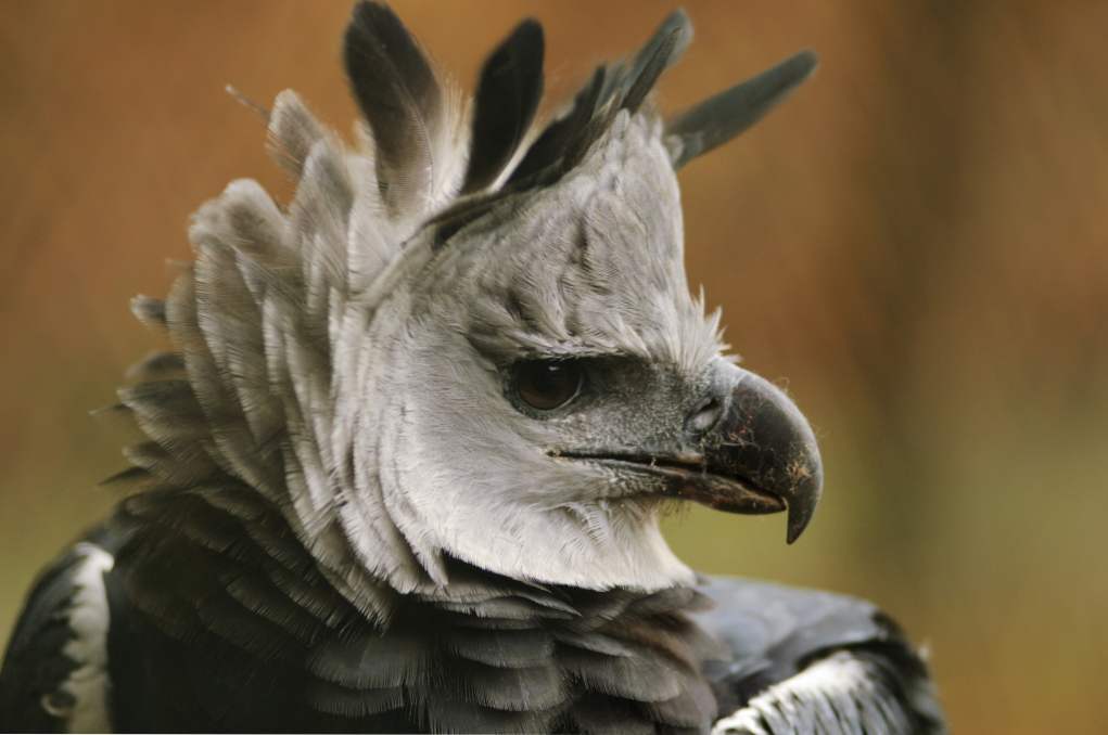 Južnoameriška harpy ptica plenskega opisa, zanimiva dejstva