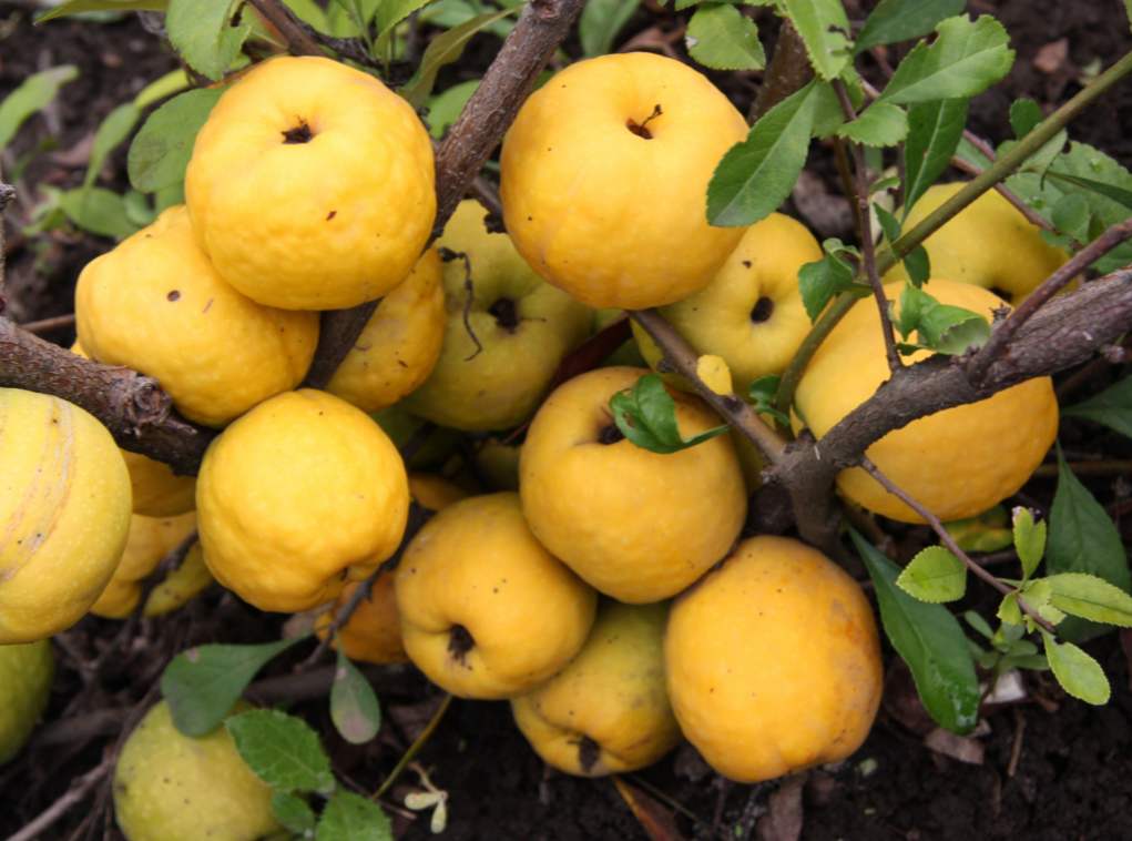 Japonski kutin (Chaenomeles) zdravje koristi in škode, kontraindikacije