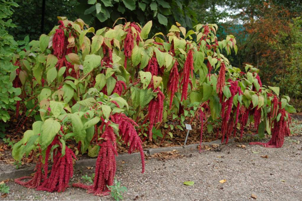 Amaranth koristne in zdravilne lastnosti rastline, uporaba, kontraindikacije