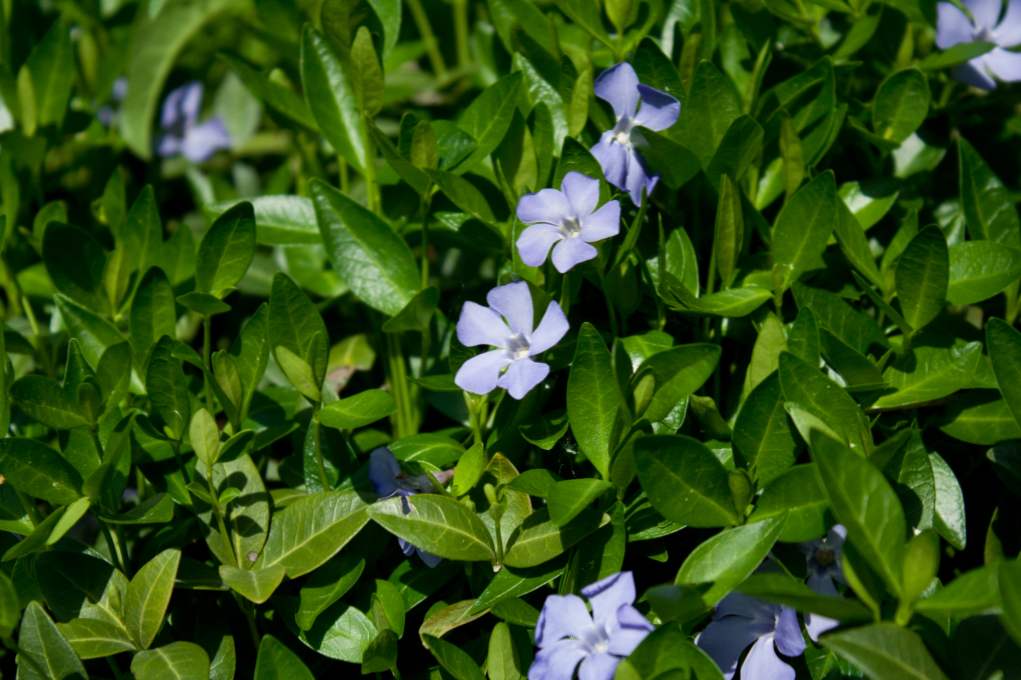 Mały barwinek (Vinca minor) - zioło do opisu otwartej gleby, sadzenia i pielęgnacji