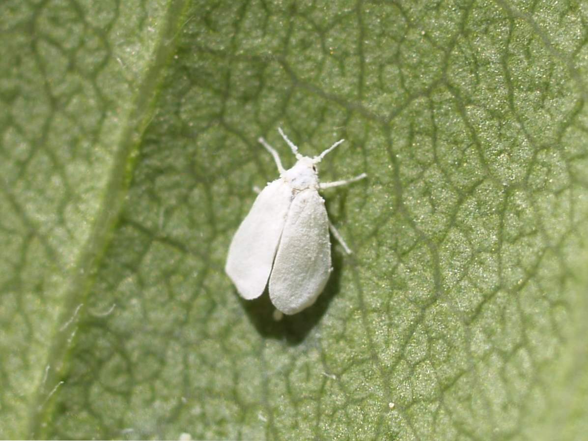 Whitefly na zatvorenom cvijeću iu stakleniku kako se riješiti