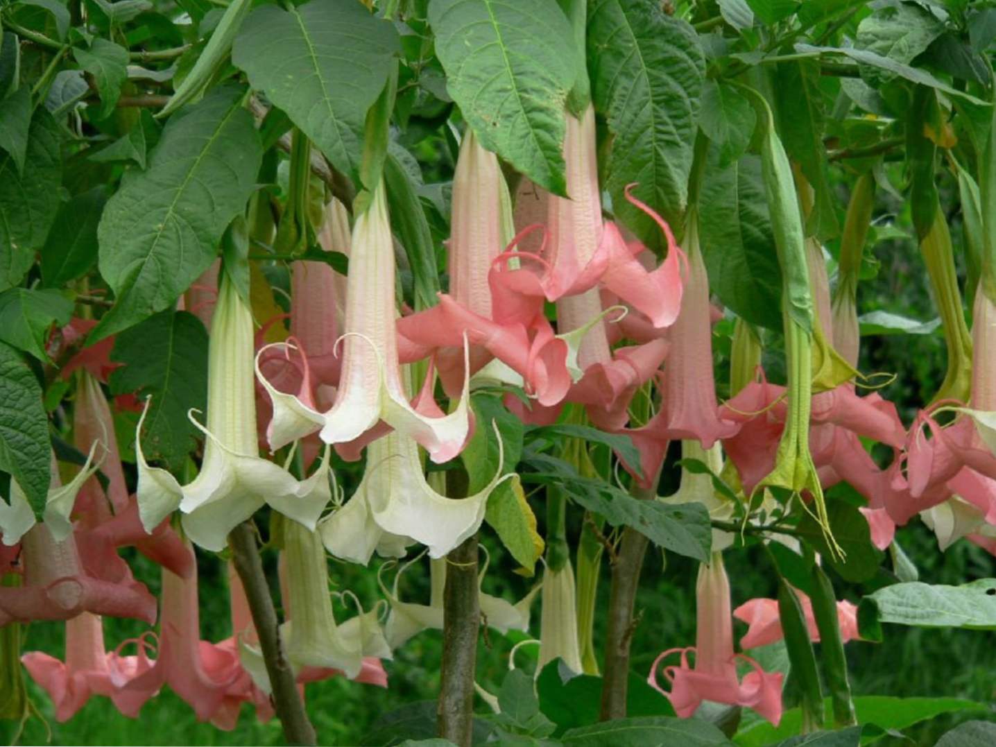 Brugmansia sadzenia, uprawy i opieki w otwartym polu