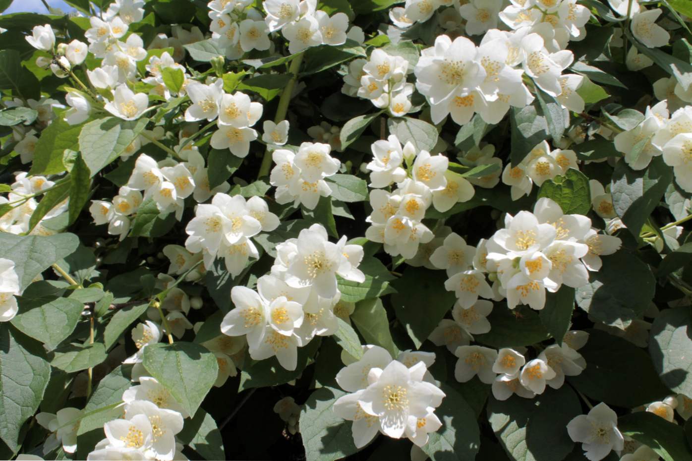 Coronate chubushnik (Philadelphus coronarius) opis, sadzenie, pielęgnacja i pielęgnacja