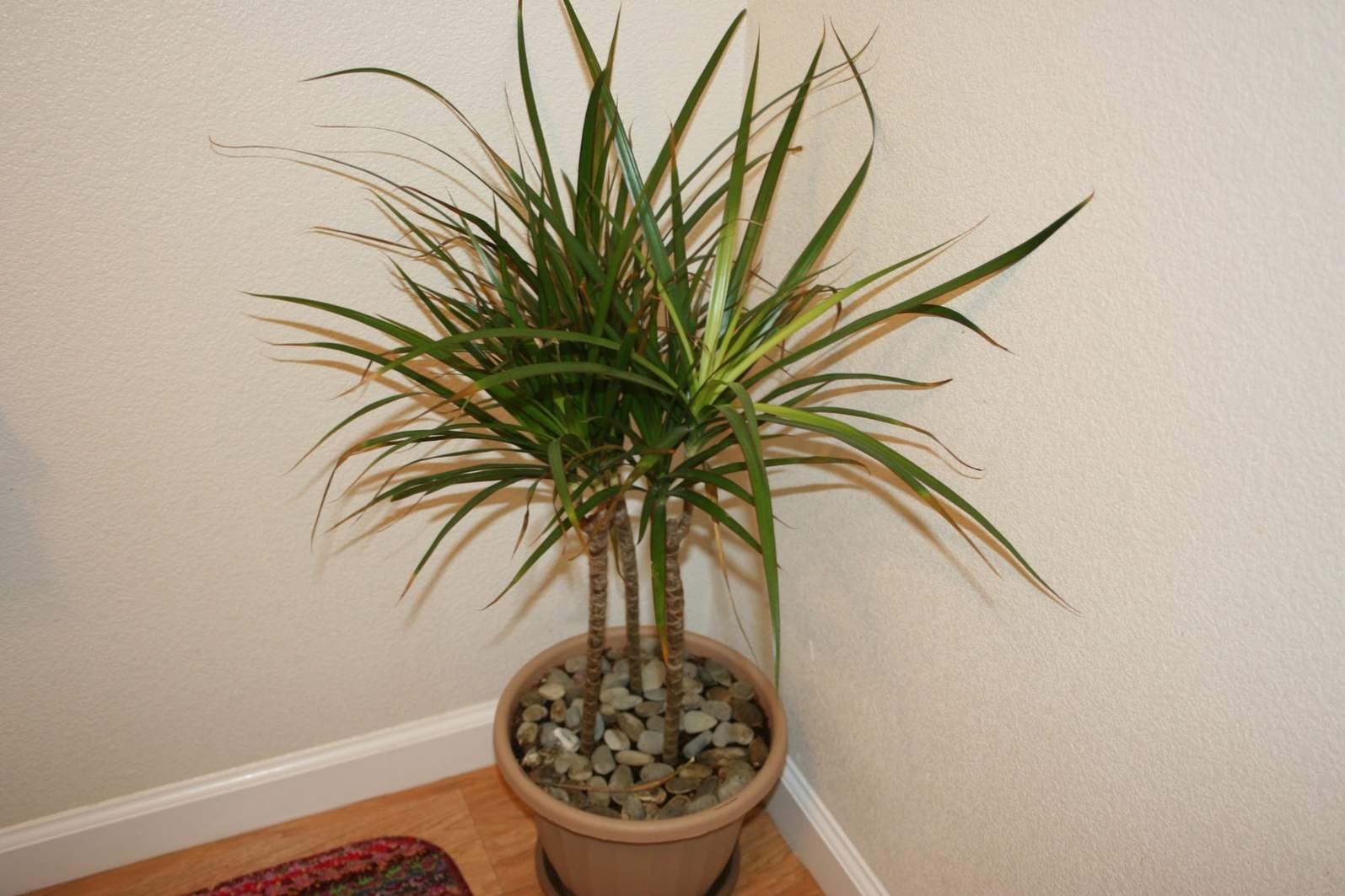 Dracaena jak przyciąć do rozgałęzienia i uzyskania pędów bocznych w domu