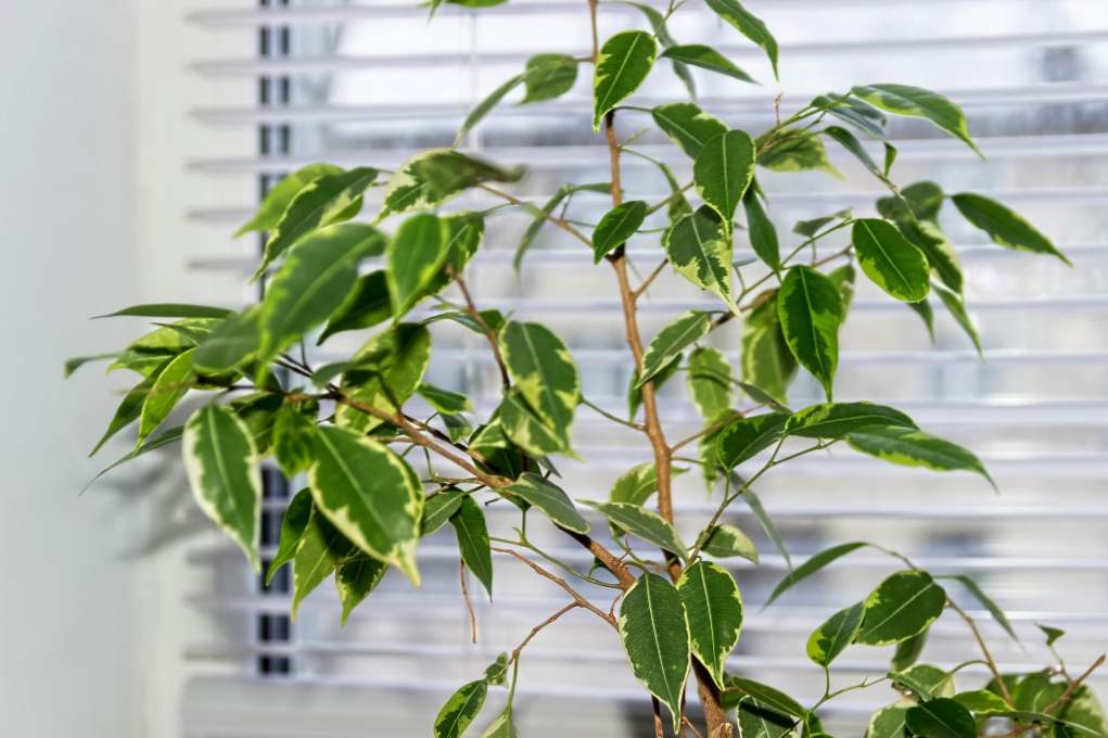 Ficus benjamina zapusti listje, zakaj in kaj storiti