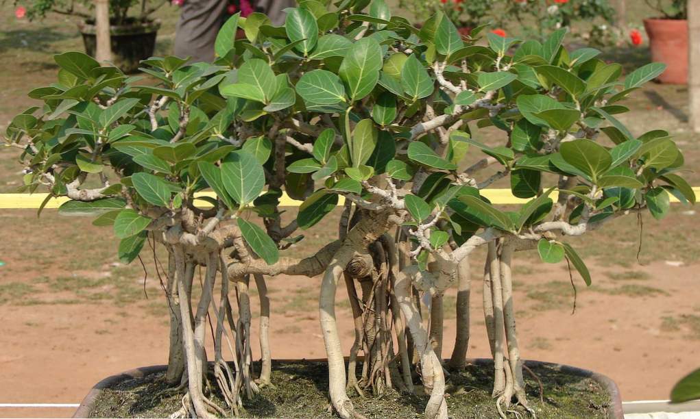 Ficus bengalski opis, gdzie rośnie, rośnie i opieka w domu