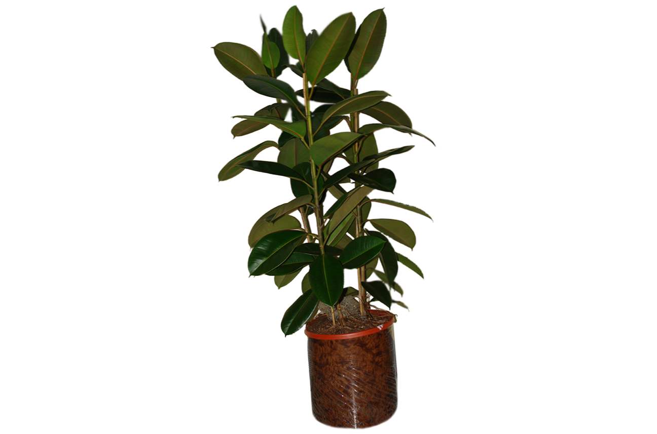 Ficus elastica (rubber) species, care at home