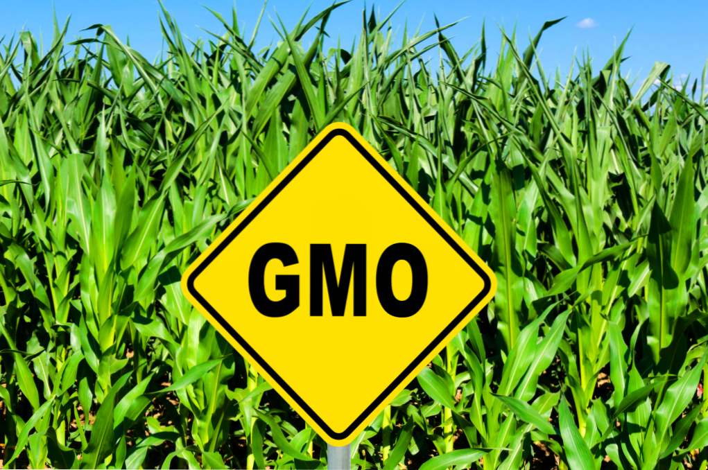 Interpretacja skrótów GMO. Jak bezpieczna jest żywność modyfikowana genetycznie?