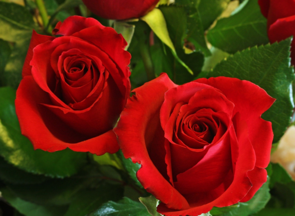 Nizozemske ruže opisane sorte, uzgoj i skrb