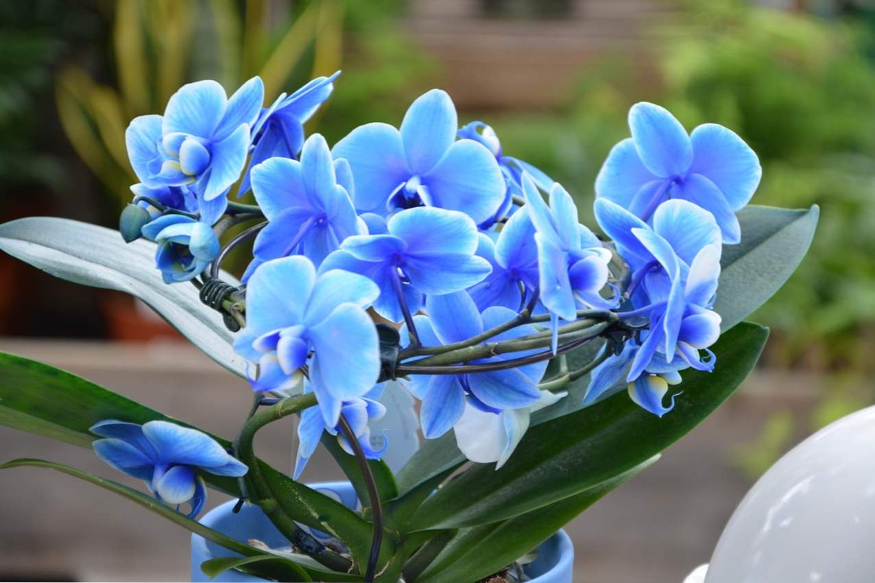 Modra orhideja - čudež narave. So modre orhideje ali pa so naslikane? Kako skrbeti doma