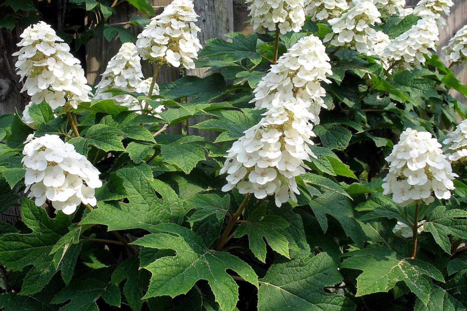 Hortensia dubolistnaya popis, výsadba, pestovanie a starostlivosť